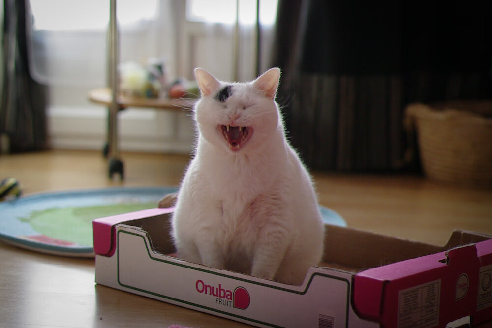 从南半球到欧洲之巅，体育维度交错的荣耀时刻