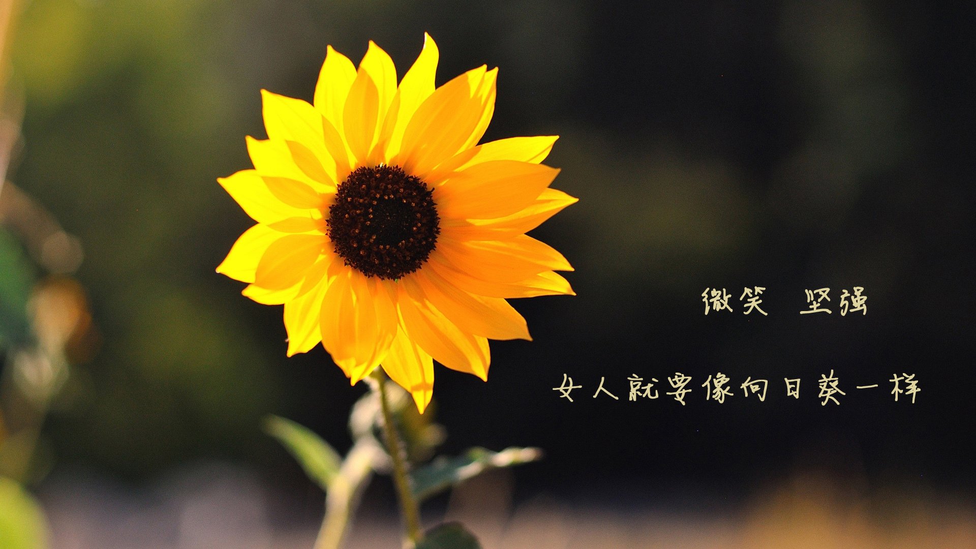 阿尔瓦雷斯点燃赛场，切尔西最后时刻绝杀马赛