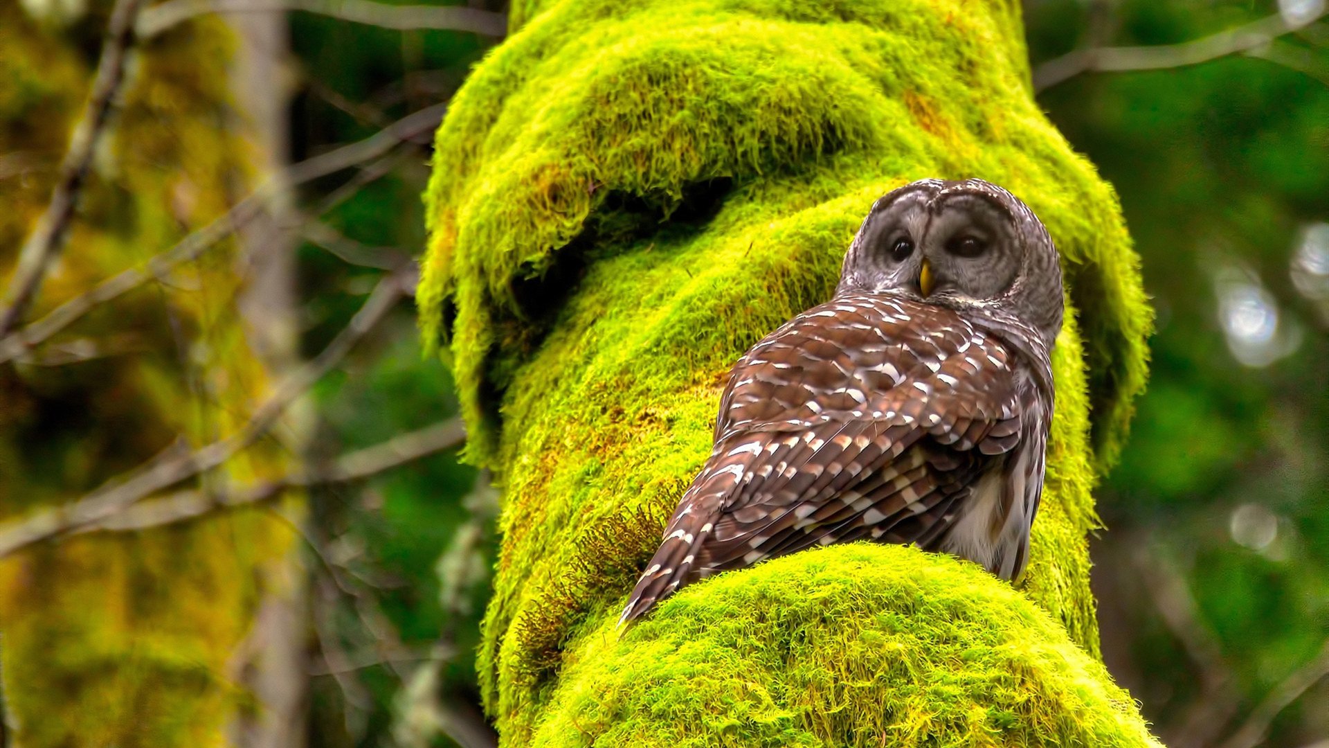 浪潮之巅,利拉德的爆发、湖人的默契与凯尔特人的无声叹息