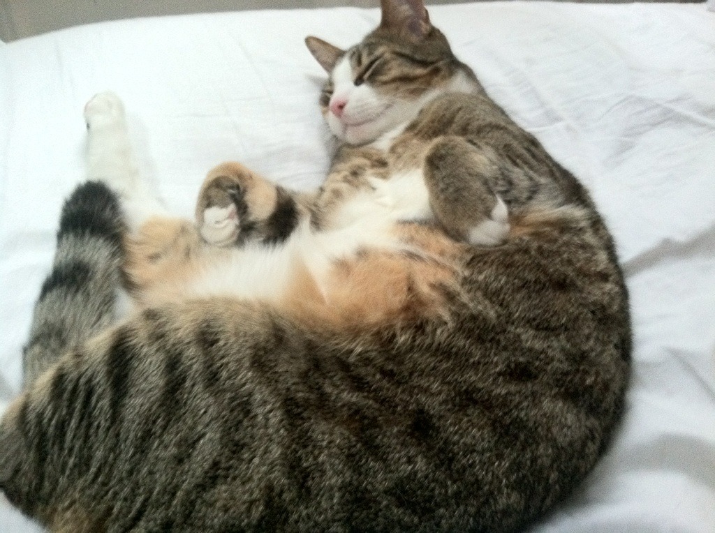 F1街道赛之夜，篮球巨星拉梅洛跨界助攻制胜