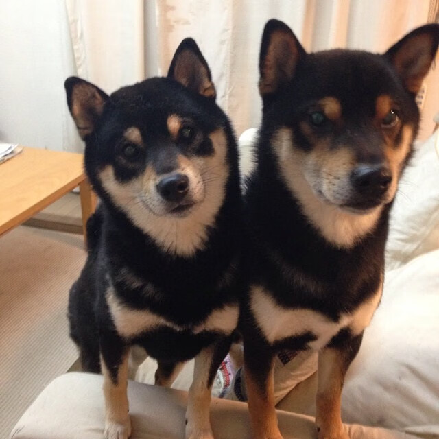 独行侠客场大胜黄蜂,布伦森压力之下完成爆发