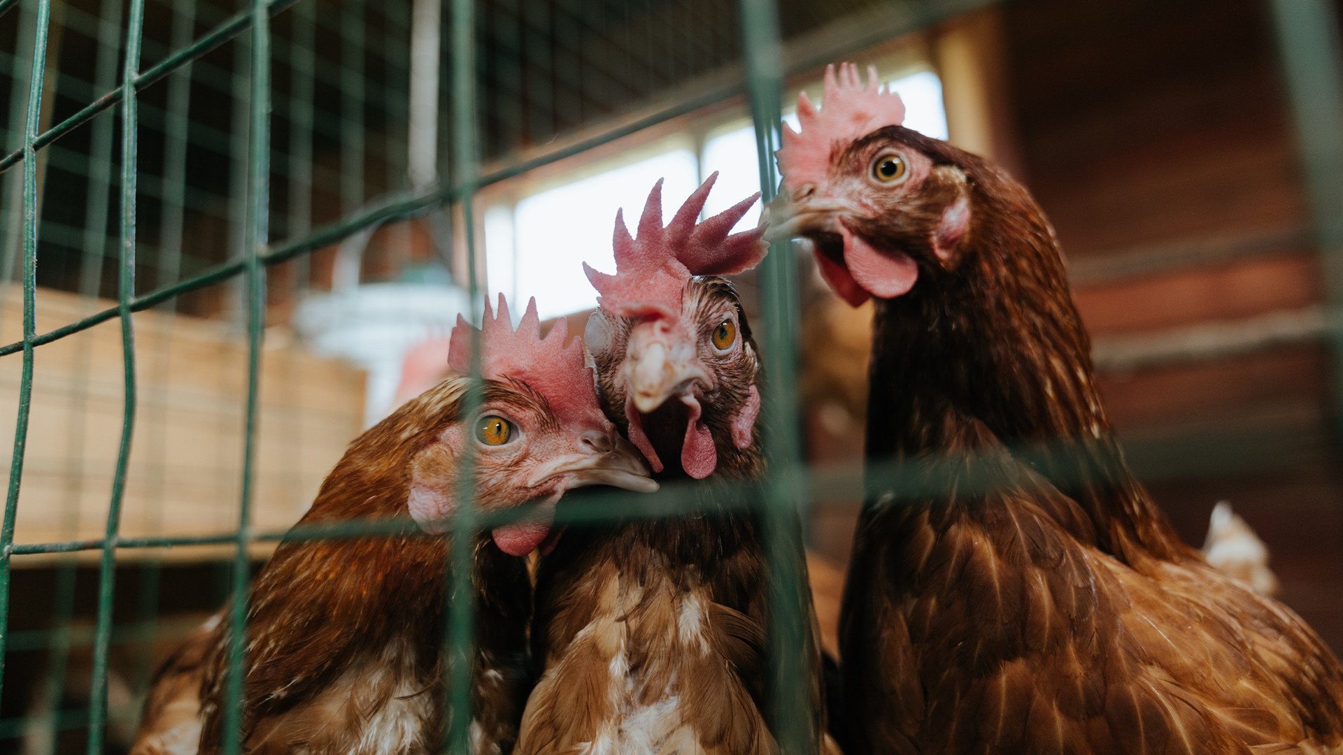 神迹再现！华盛顿奇才总决赛逆袭独行侠终结时代传说