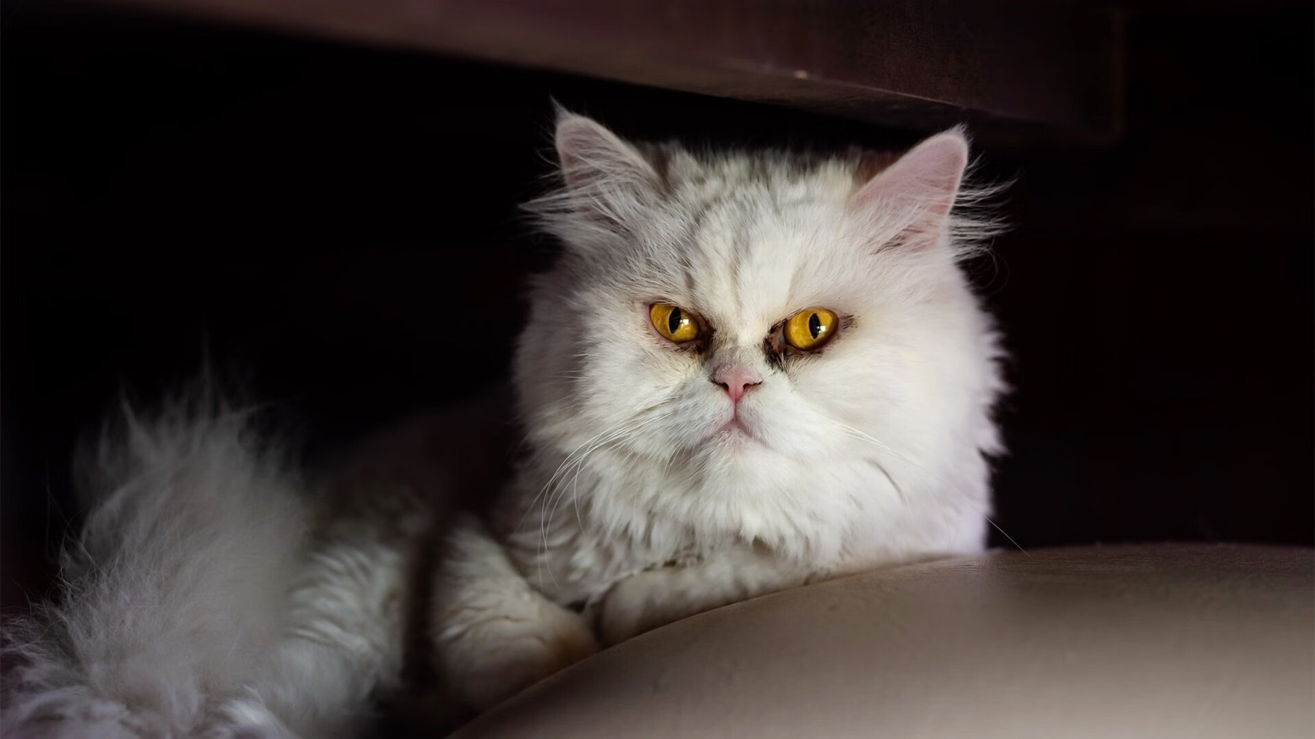 绿茵神迹，莱奥独舞年度焦点之战