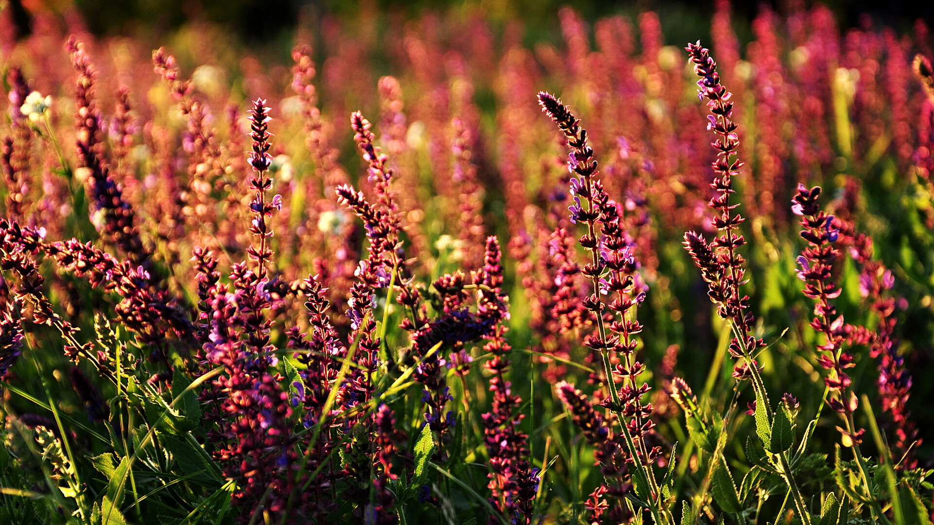 德甲争冠惊雷夜，足球版图暗流下，一场北非风暴正改写中东权力游戏