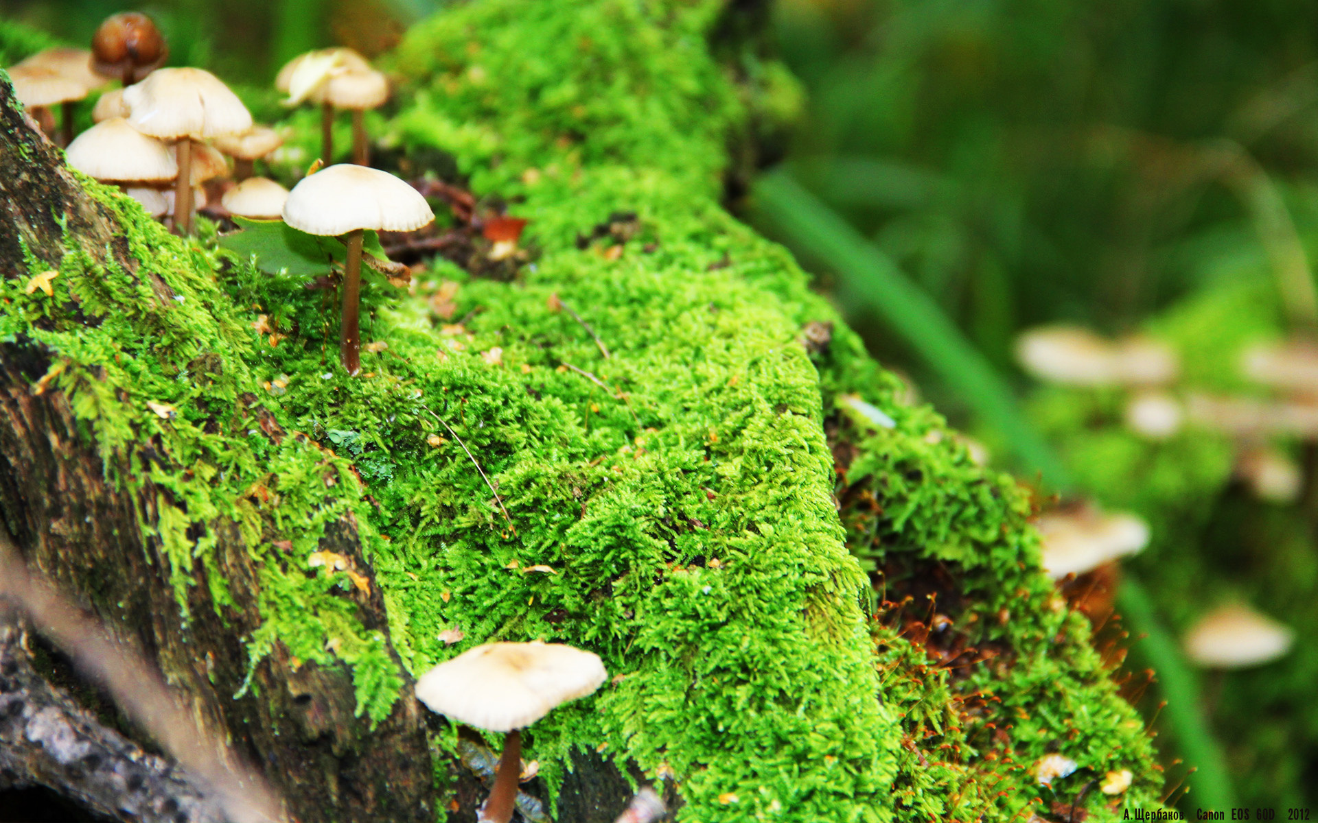 意甲焦点战之夜,布鲁诺刷新纪录,点燃绿茵传奇