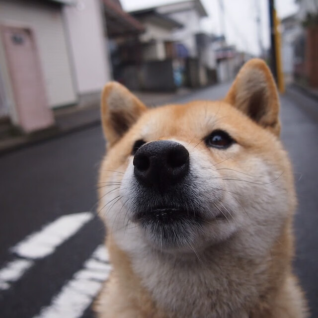 跨越大洋的荣耀,黄蜂淘汰爵士展韧性,马克西德比之夜铸传奇