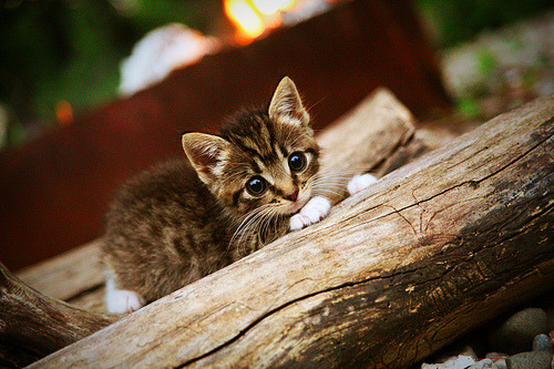 西决生死战之夜，浓眉以一己之力扛起湖人