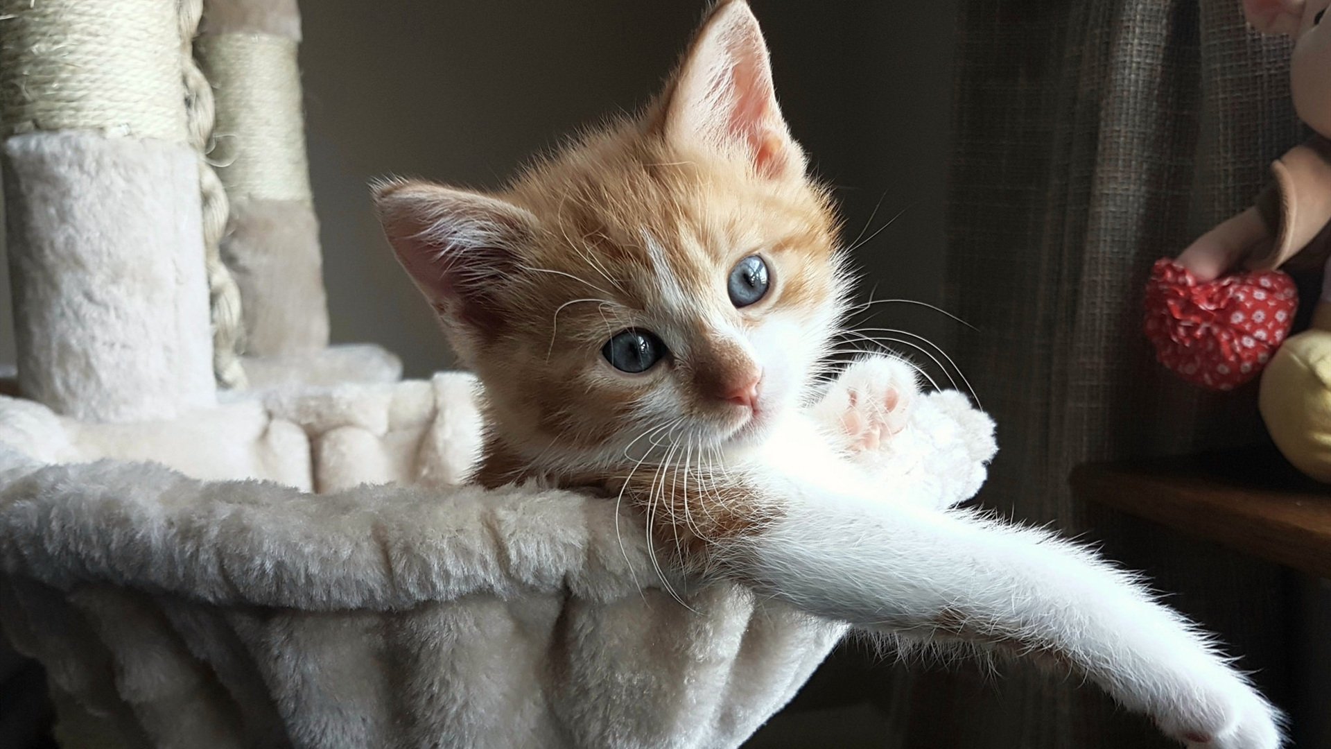 关键先生阿什拉夫,塞内加尔对阵加纳,他用一记重炮宣告为谁而生