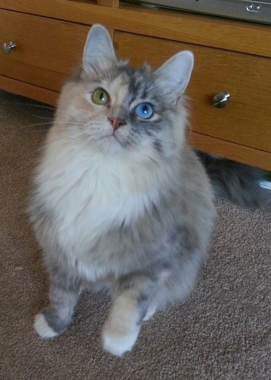 奥利维耶闪耀全场,尤文图斯力克委内瑞拉劲旅