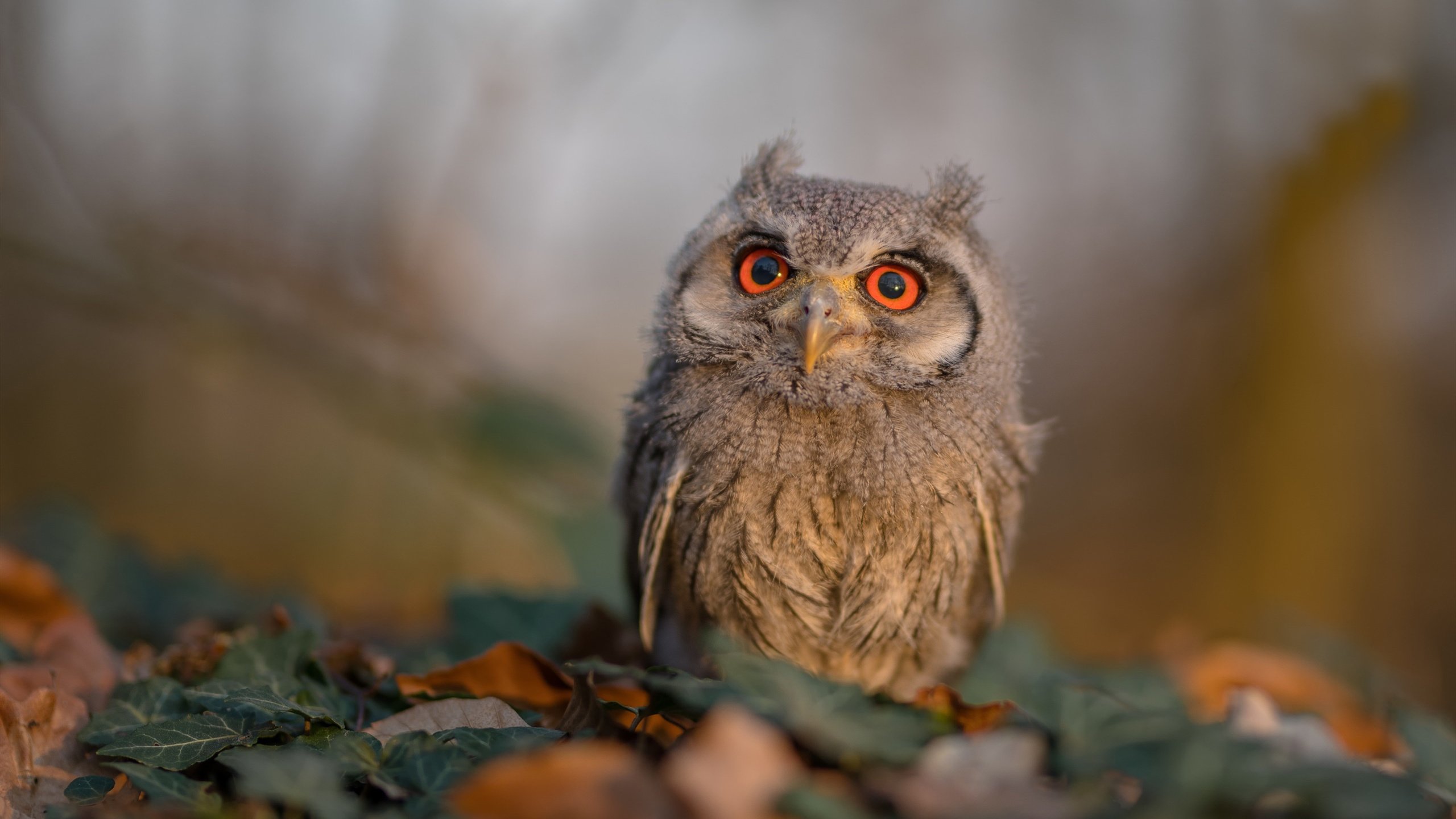 天山风暴席卷波士顿,新疆队单节神迹拉开凯尔特人