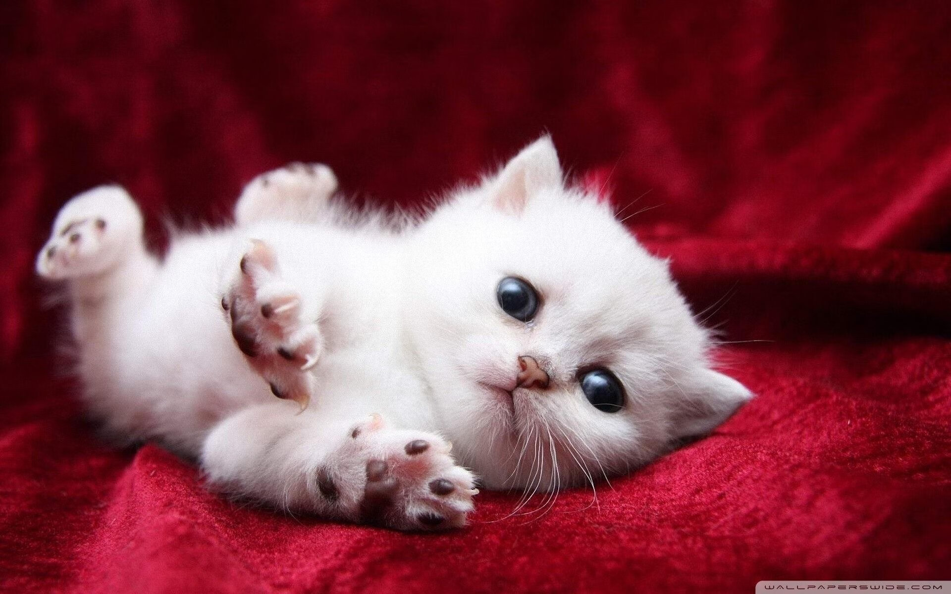 努涅斯绝杀惊魂夜,洪都拉斯铁骑如何踏碎皇家社会百年骄傲?