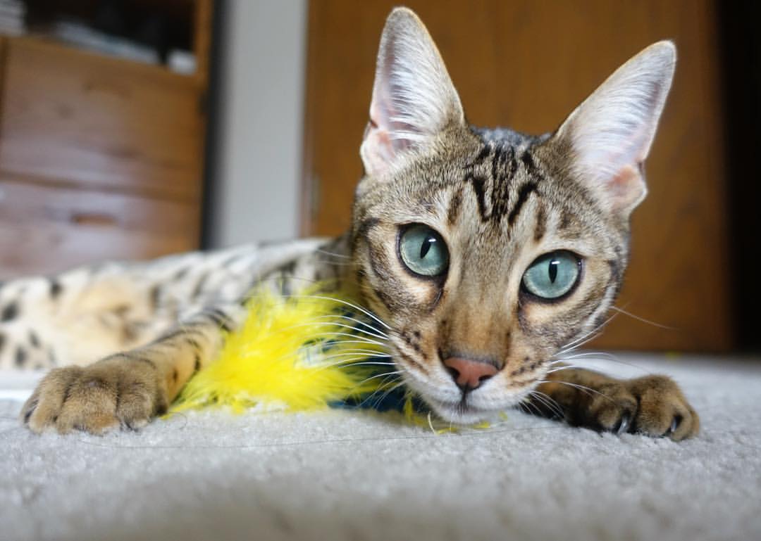 跨界焦点，东决关键战中的塞维利亚与哥斯达黎加对决