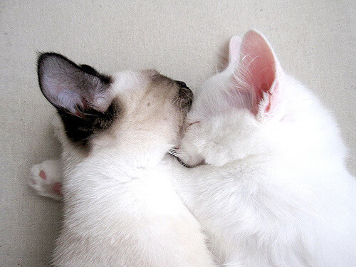 德甲争冠焦点战,埃及神锋提前终结悬念,牙买加飞翼徒留遗憾