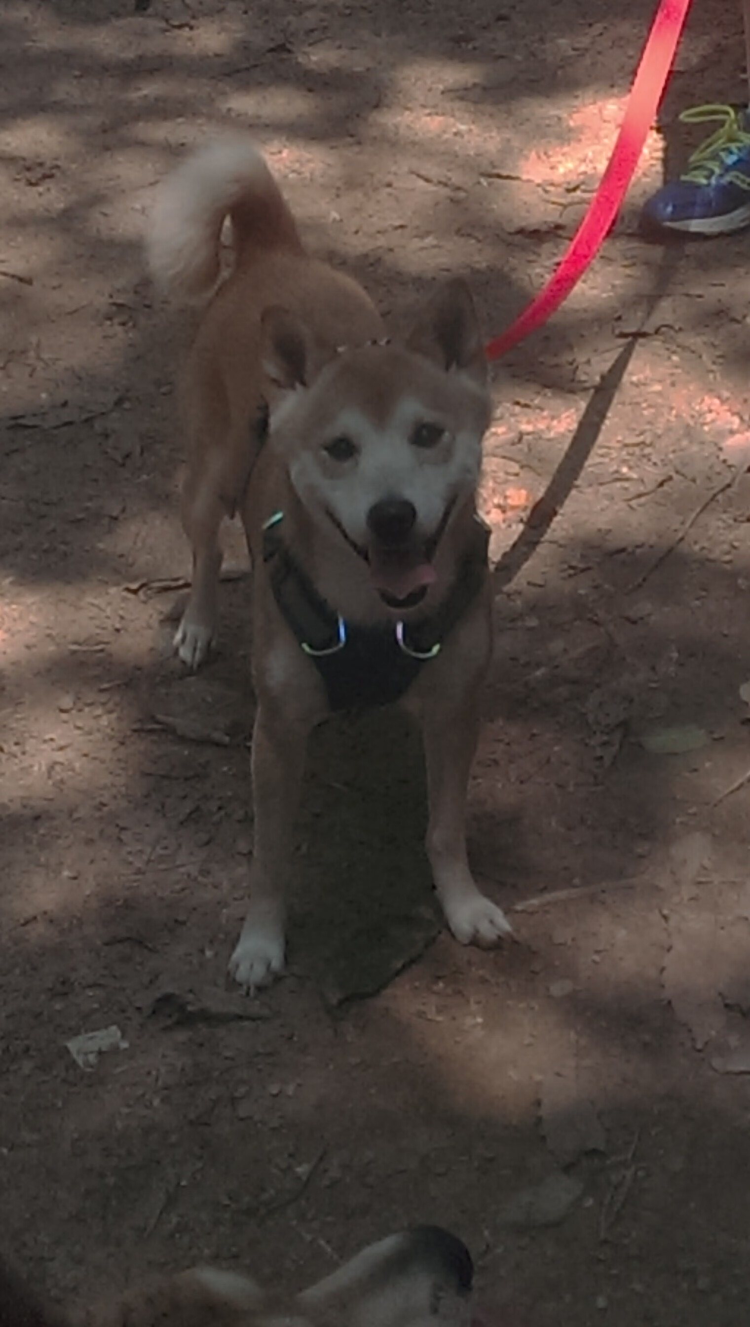 德甲争冠焦点战,埃及神锋提前终结悬念,牙买加飞翼徒留遗憾