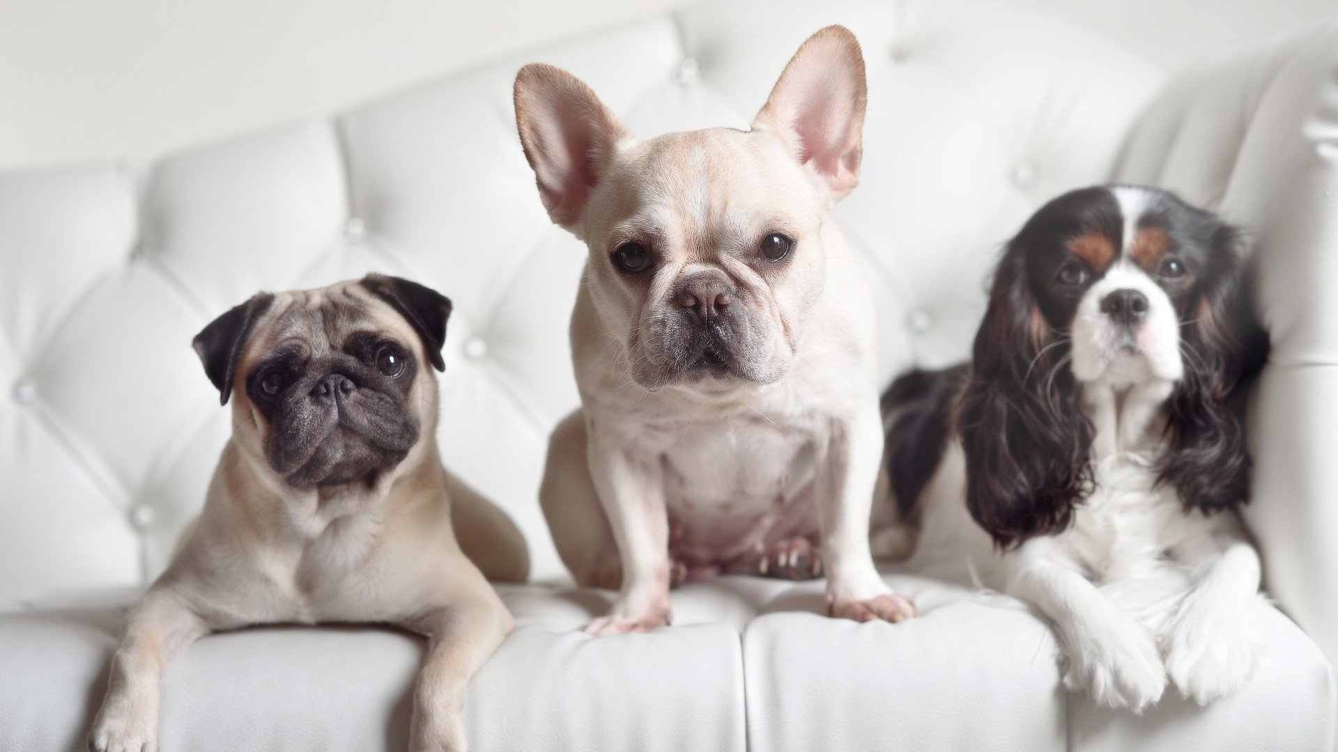 美加墨世界杯焦点战,灰熊队爆冷逆袭,北京队饮恨温哥华