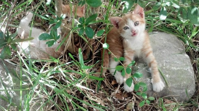 篮球无疆界，掘金狂胜北京队，拉文成为关键先生