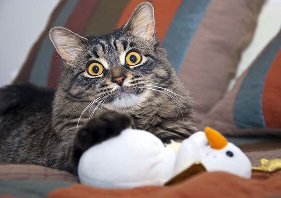 乌拉圭对阵瑞典，当北欧防线遭遇南美飓风，厄德高如何刷新历史纪录？