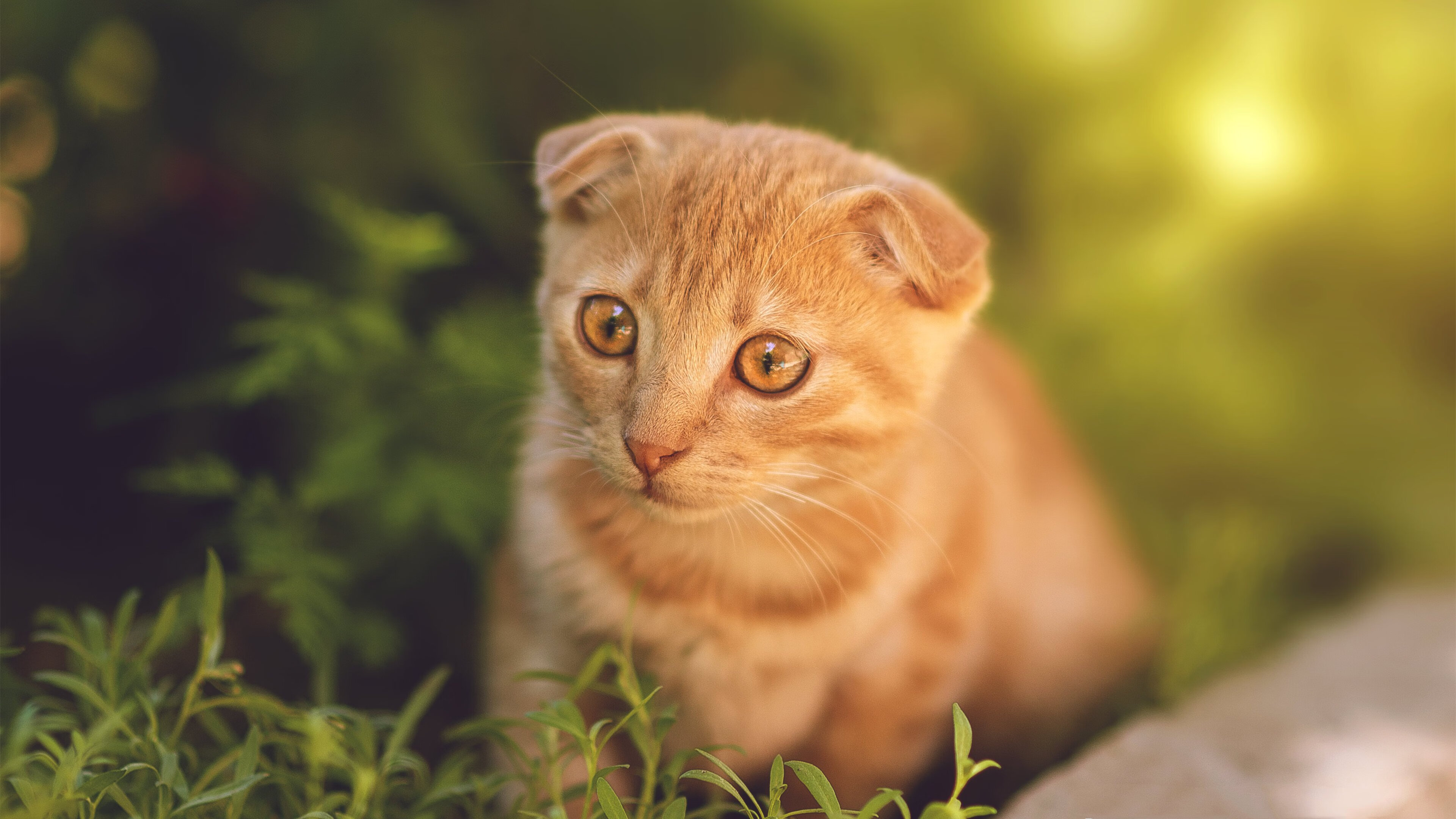 欧陆烽火，皇家社会逆转利物浦，格纳布里闪耀意甲焦点战