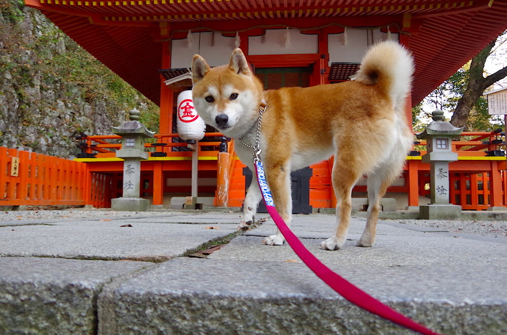 绝境曙光，卡瓦哈尔一锤定音，哥斯达黎加血拼险胜南非