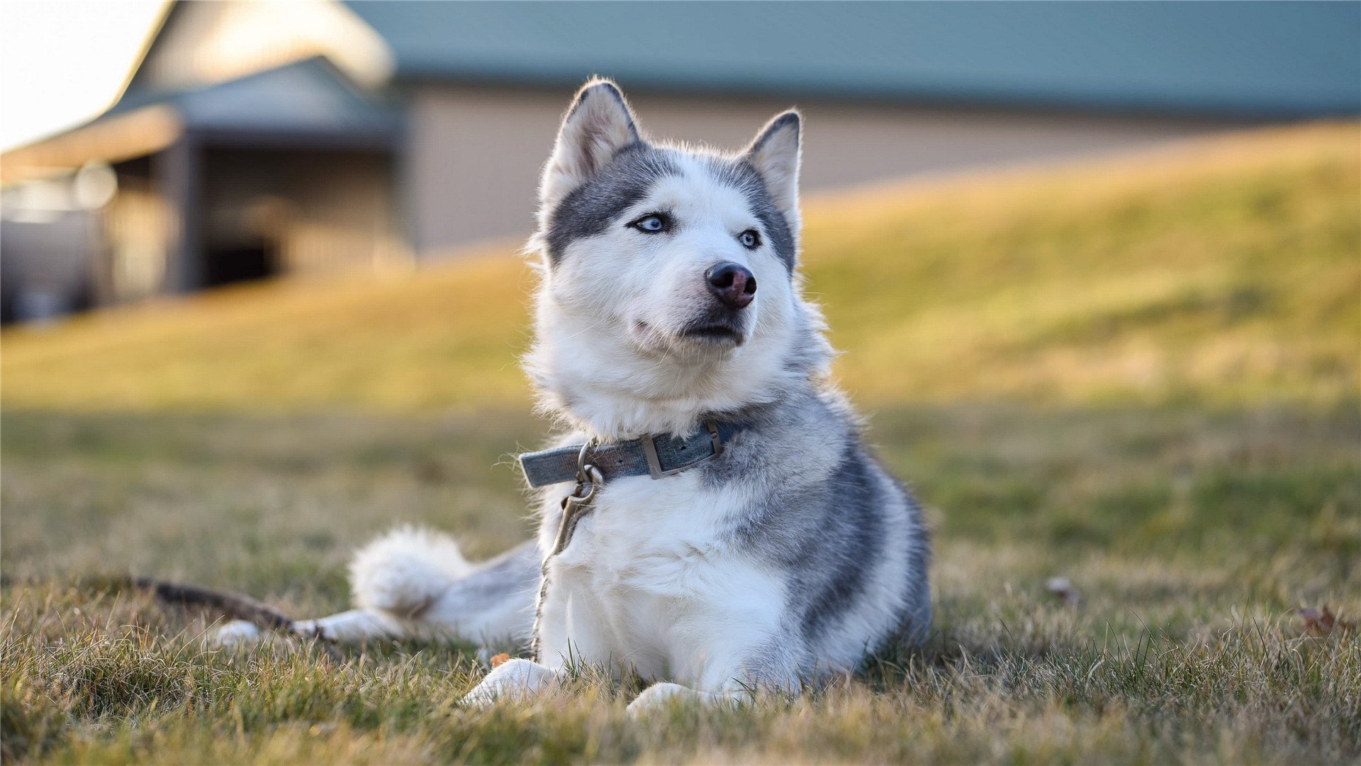 南半球的狂飙,2026世界杯E组,澳大利亚横扫比利时,穆西亚拉致命一击引爆进攻狂潮